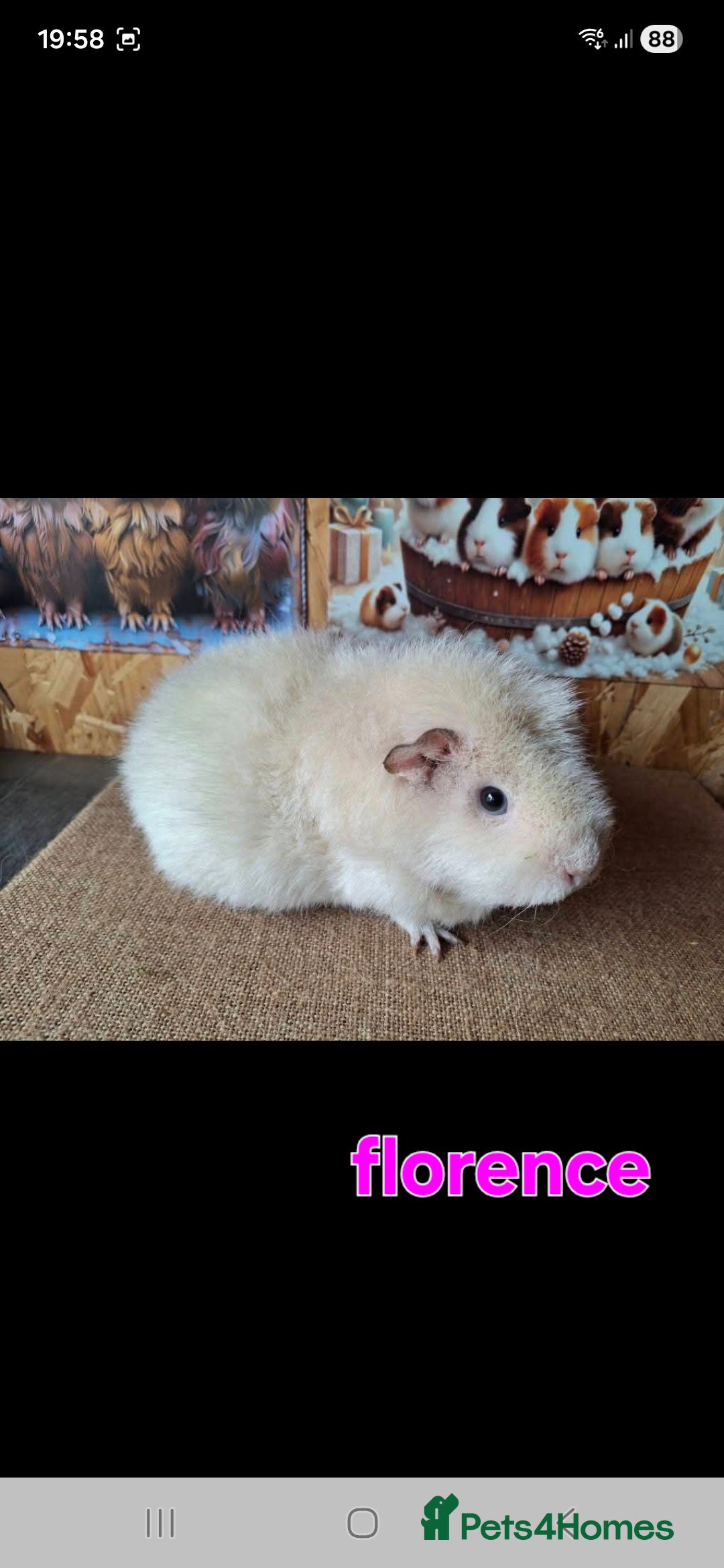 Guinea Pig rodents for sale: Lunkarya - Advert 6