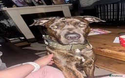 Mixed Breed dogs for sale: Cane corso/mastiff - Image 1