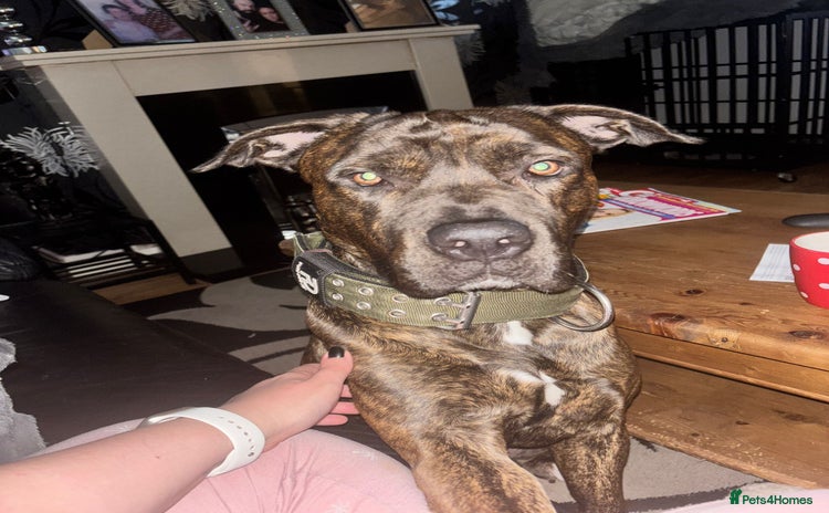 Mixed Breed dogs - Advert 2