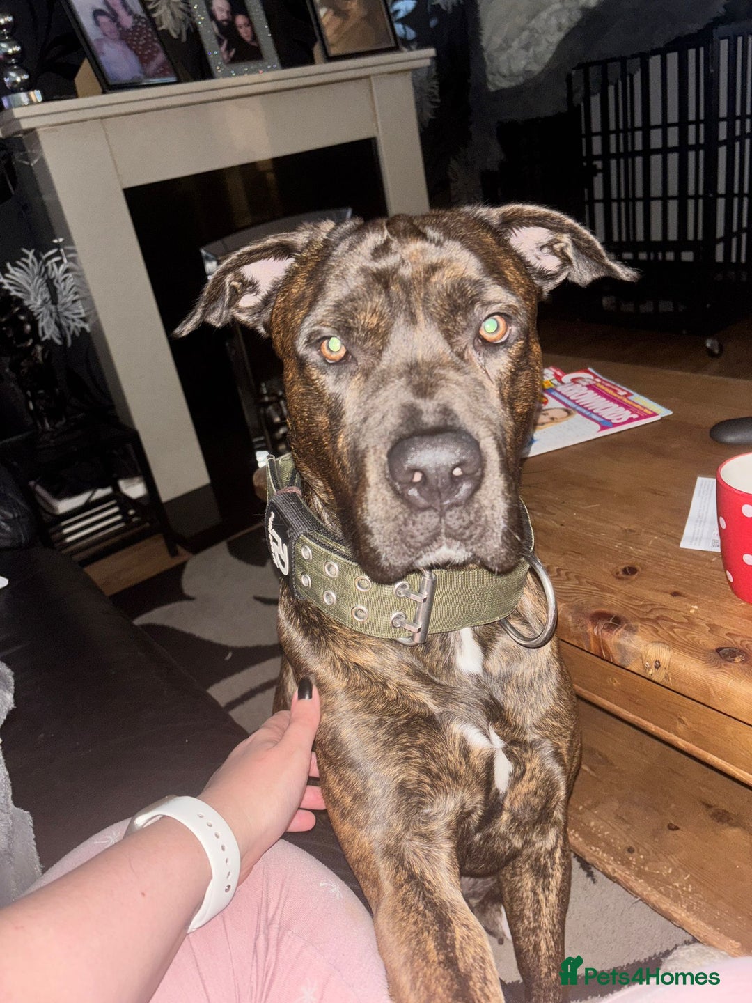 Mixed Breed dogs for sale: Cane corso/mastiff - Image 1