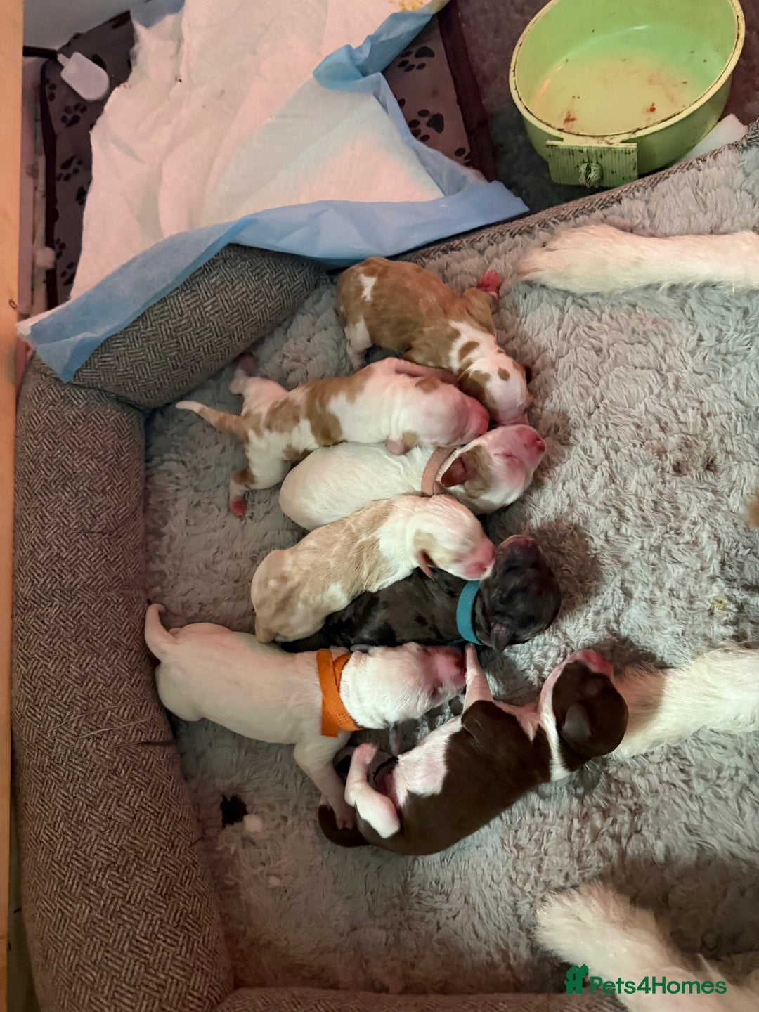 Cockapoo dogs for sale: 4 males and 1 female  - Advert 3