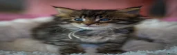 Maine Coon cats for sale: Gorgeous full breed Mainecoon kittens ready July  - Advert 16