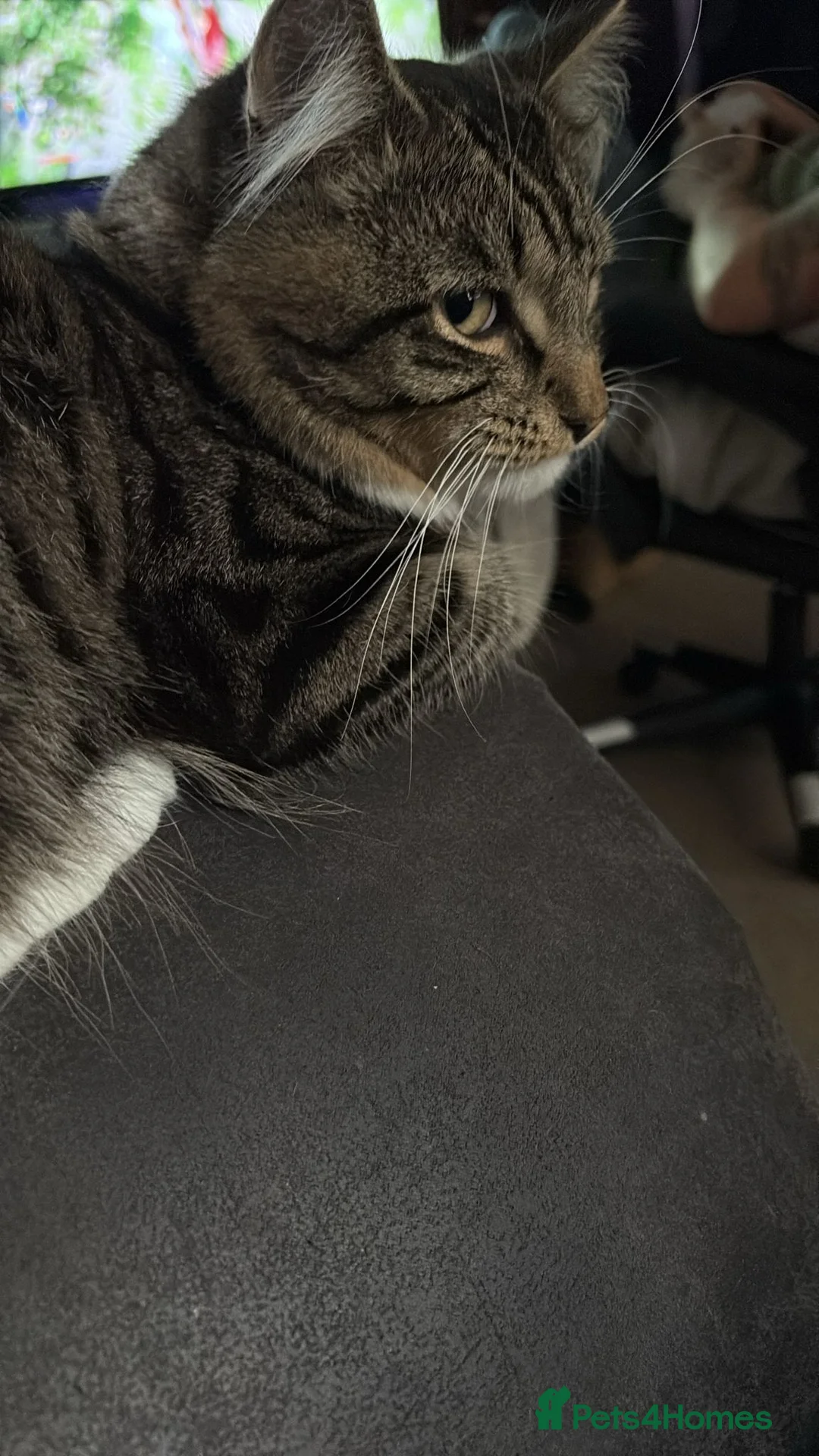 Mixed Breed cats for sale: Beautiful male and female kittens - Advert 2