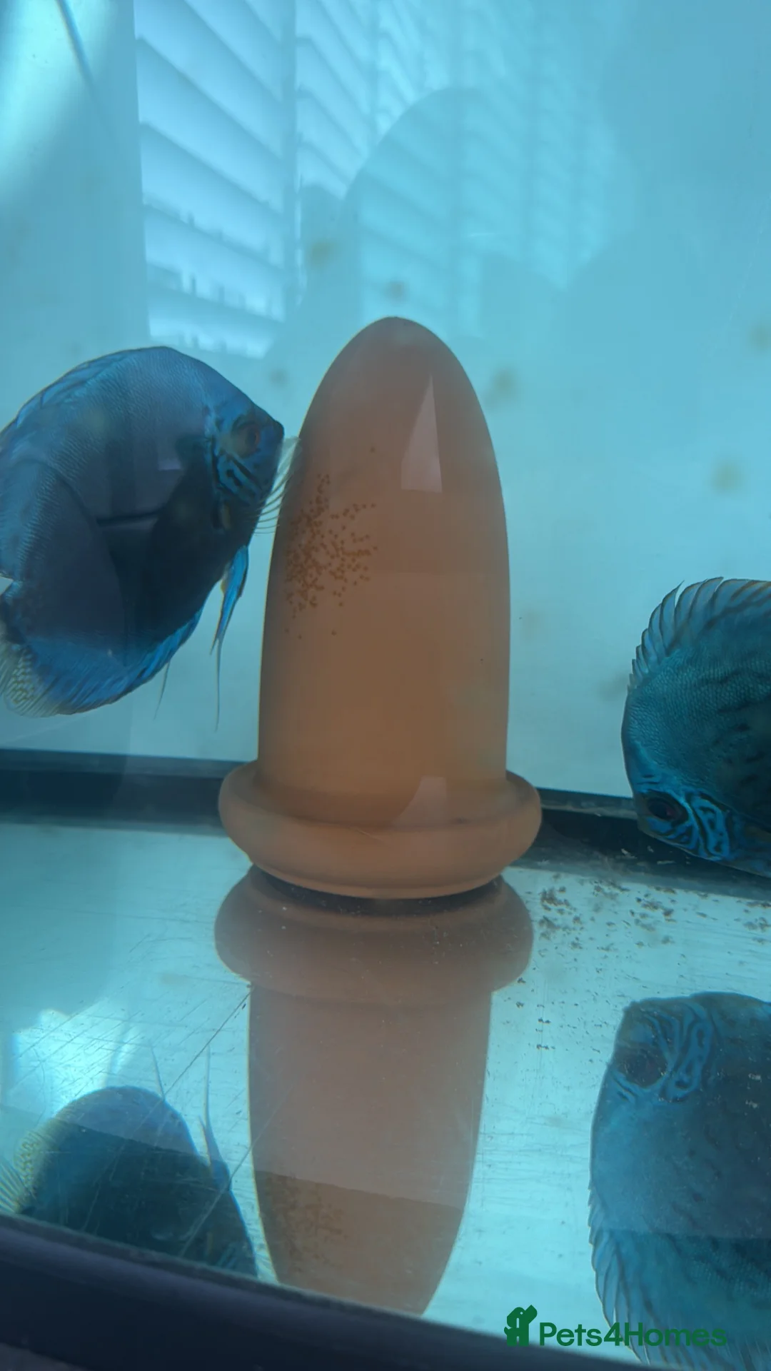 Discus fish for sale: Breeding Pair of Blue Discus - Lay Eggs Regularly in Thames Ditton - Advert 2