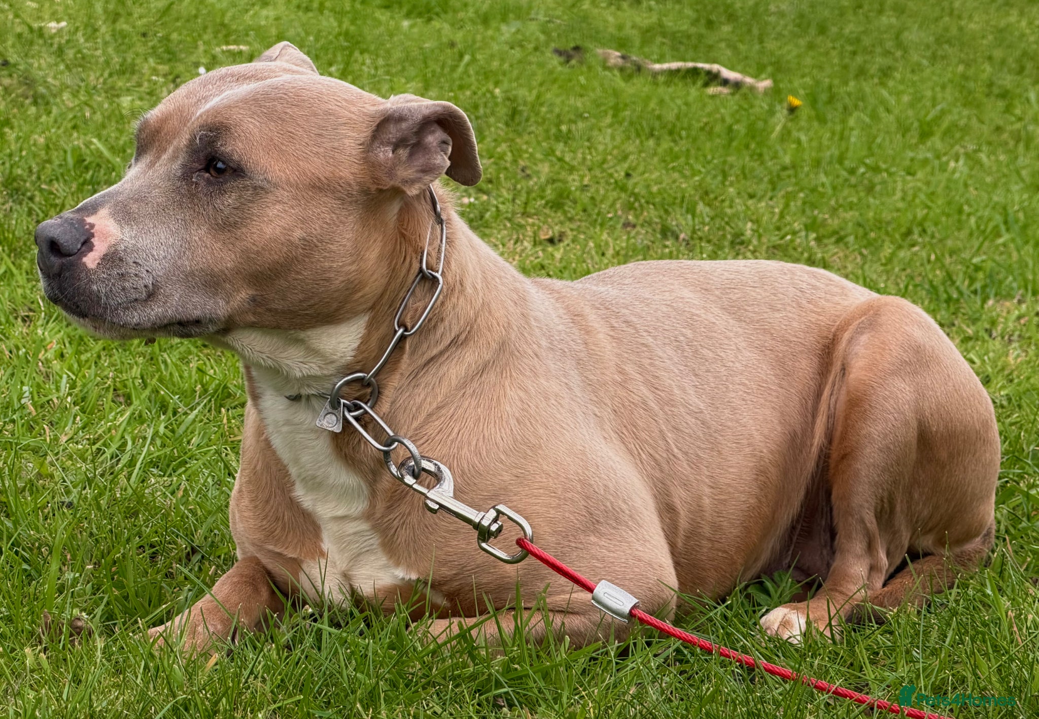 Staffordshire Bull Terrier dogs Daisy BLUE FAWN STAFFORDSHIRE BULL TERRIER  - Advert 9