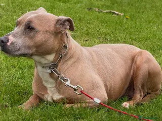 Staffordshire Bull Terrier dogs Daisy BLUE FAWN STAFFORDSHIRE BULL TERRIER - Advert 9