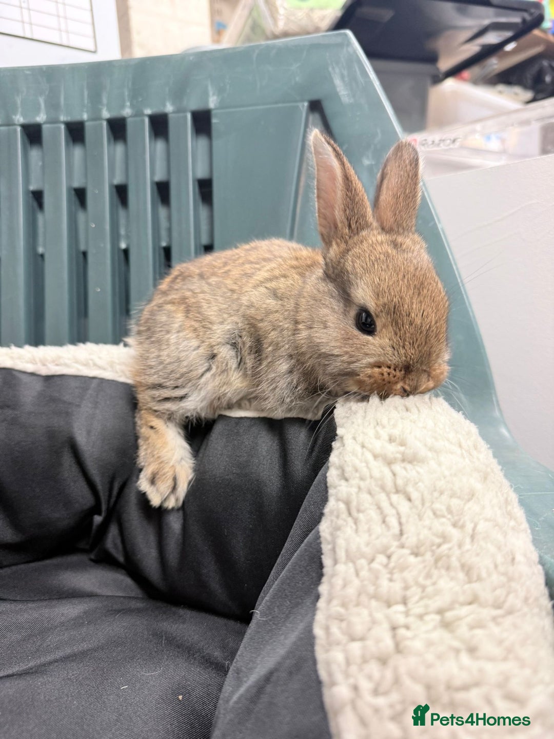 Mixed Breed rabbits for sale: Baby bunnies - Advert 11