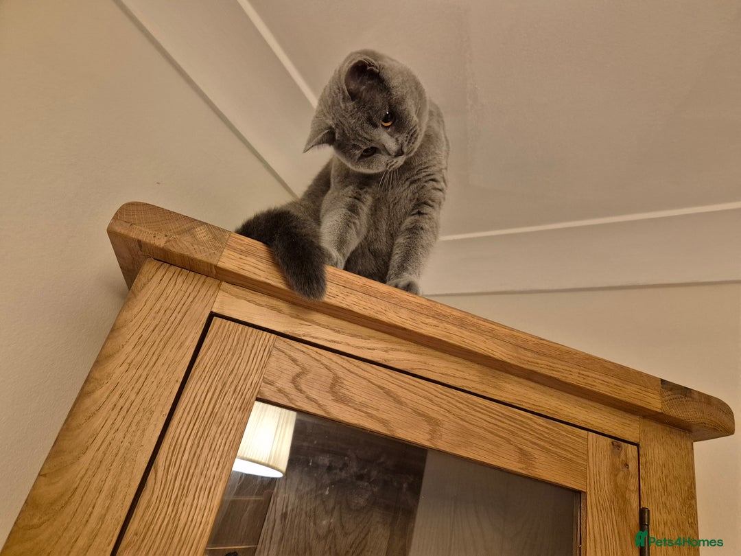 British Shorthair cats for sale: Beautiful British Shorthaired - Advert 4