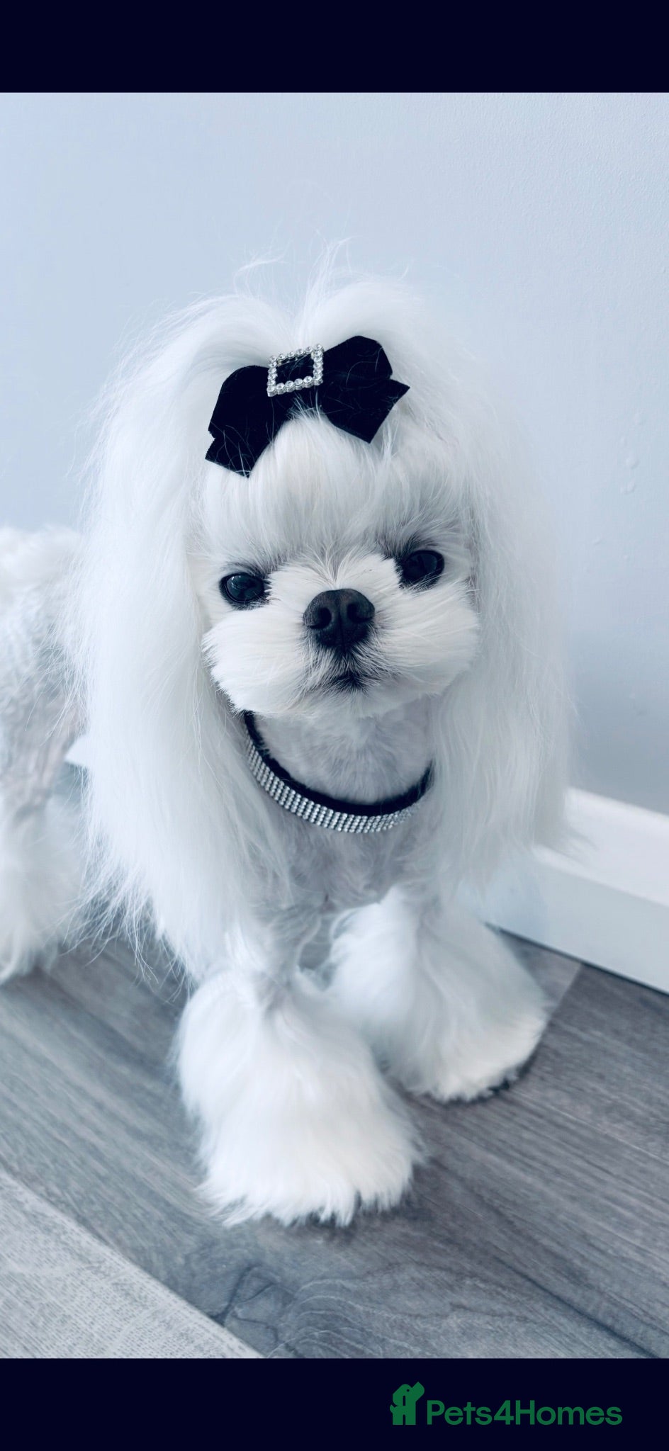 Maltese dogs 🖤 🌟KC Reg Tiny Korean stud dog 🌟🖤 - Advert 4