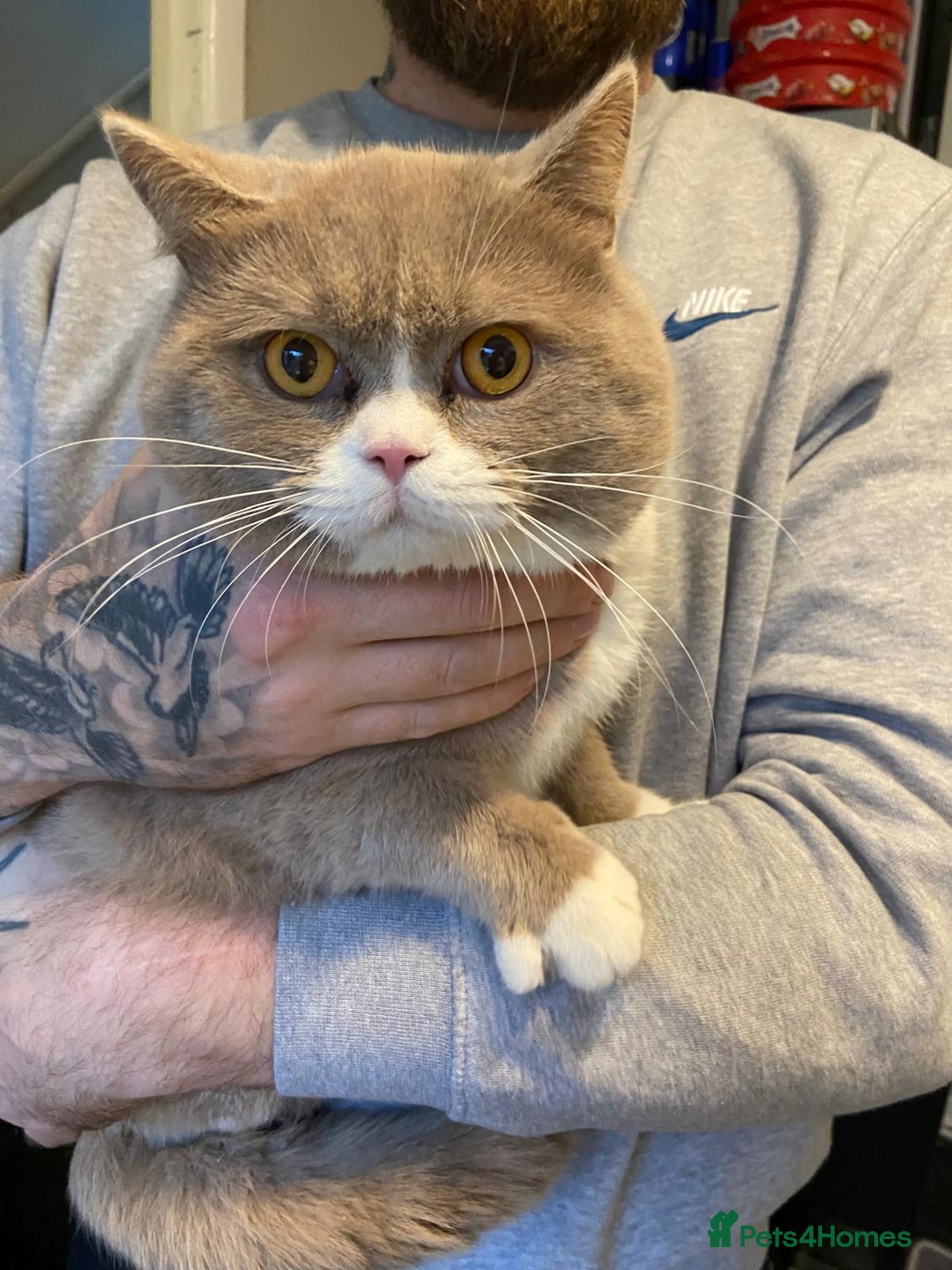 British Shorthair cats for sale: Chunky male BSH - Advert 3