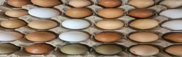 Chickens poultry for sale: POL HYBRID HENS inc coloured eggers - Advert 12