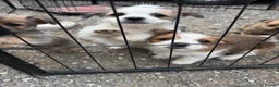 Mixed Breed dogs for sale: Adorable Shih Tzu/Jack Russell Puppies - Advert 4