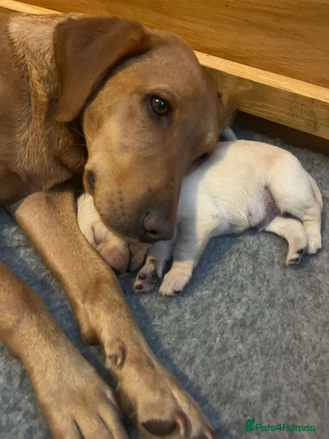 Labrador Retriever dogs for sale: Well bred, friendly, trainable Labrador Puppies in Perth - Advert 11