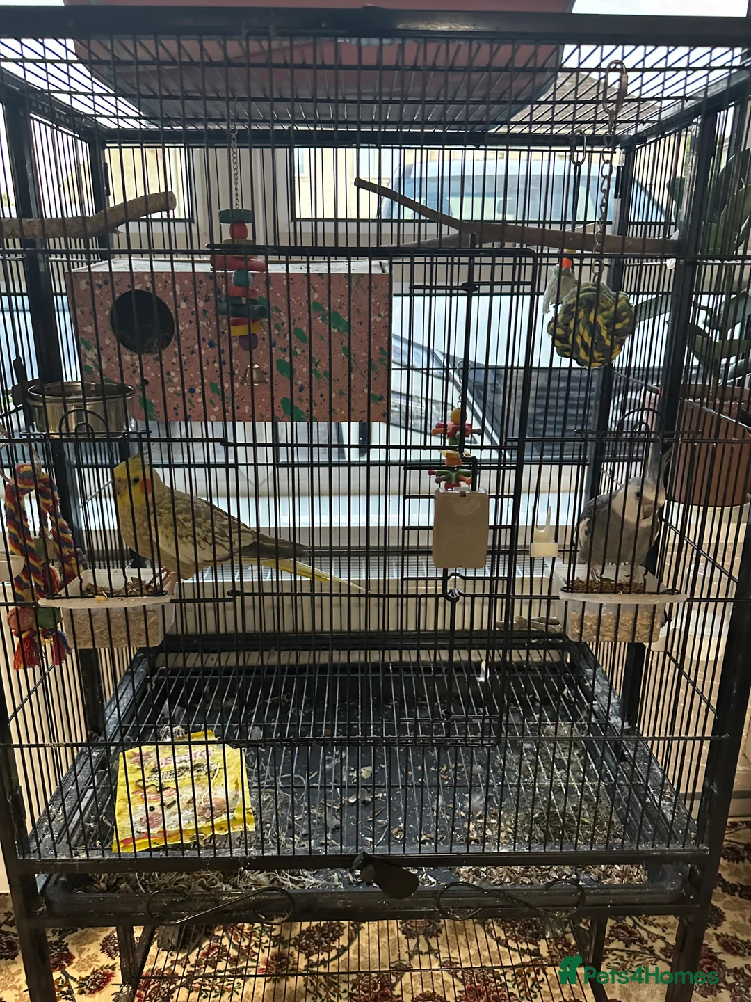 Cockatiels birds for sale: Tamed cockatiel  in Leicester - Advert 1