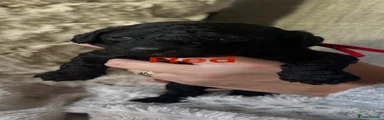 Cockapoo 3