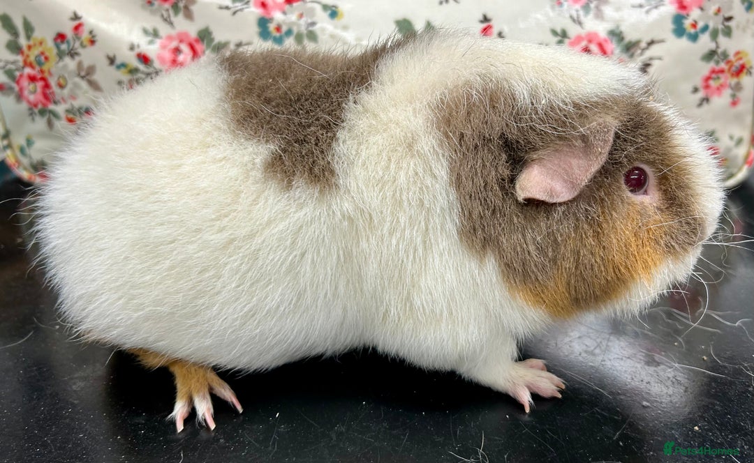 Guinea Pig rodents for sale: Teddy Guinea Pigs Available  - Advert 8