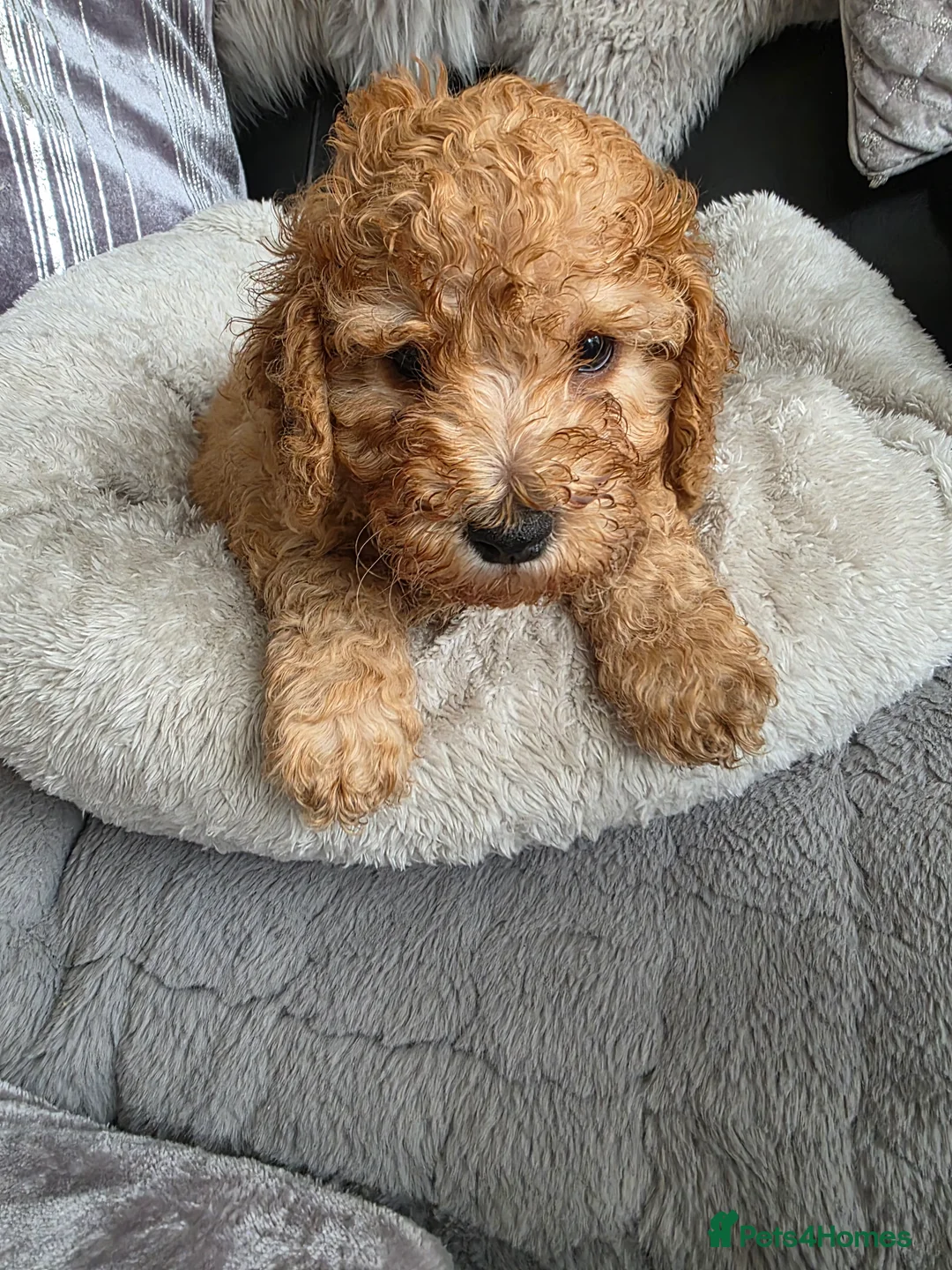 Cockapoo dogs for sale: Cream Cockapoo puppies - Advert 28