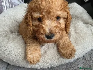 Cockapoo dogs Cream/ginger Cockapoo puppies - Advert 17