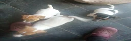 Jack Russell dogs for sale: Jack Russell Puppies for sale - Advert 6