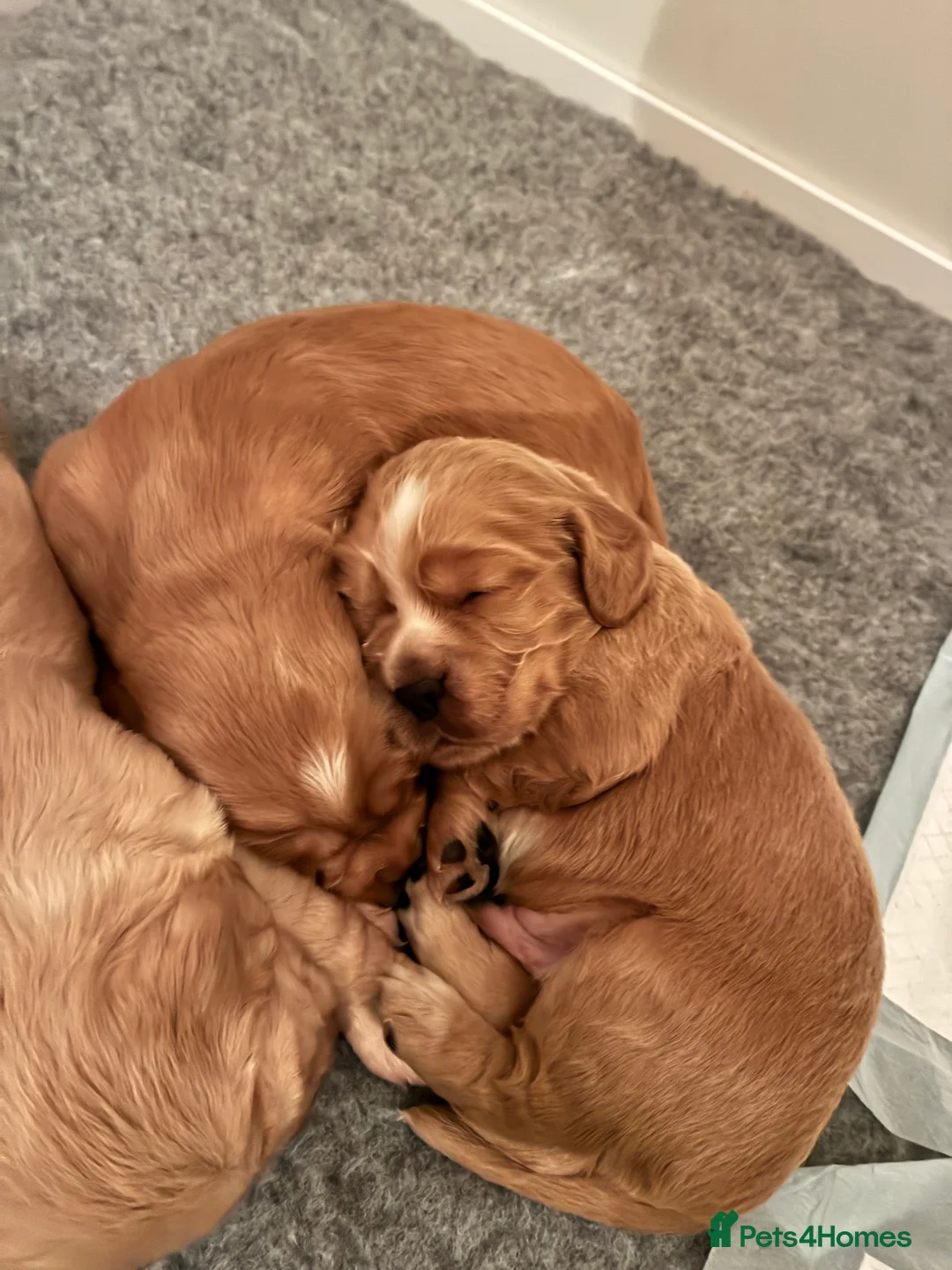 Cocker Spaniel dogs for sale: KC Registered and Vet checked Pups - Advert 15