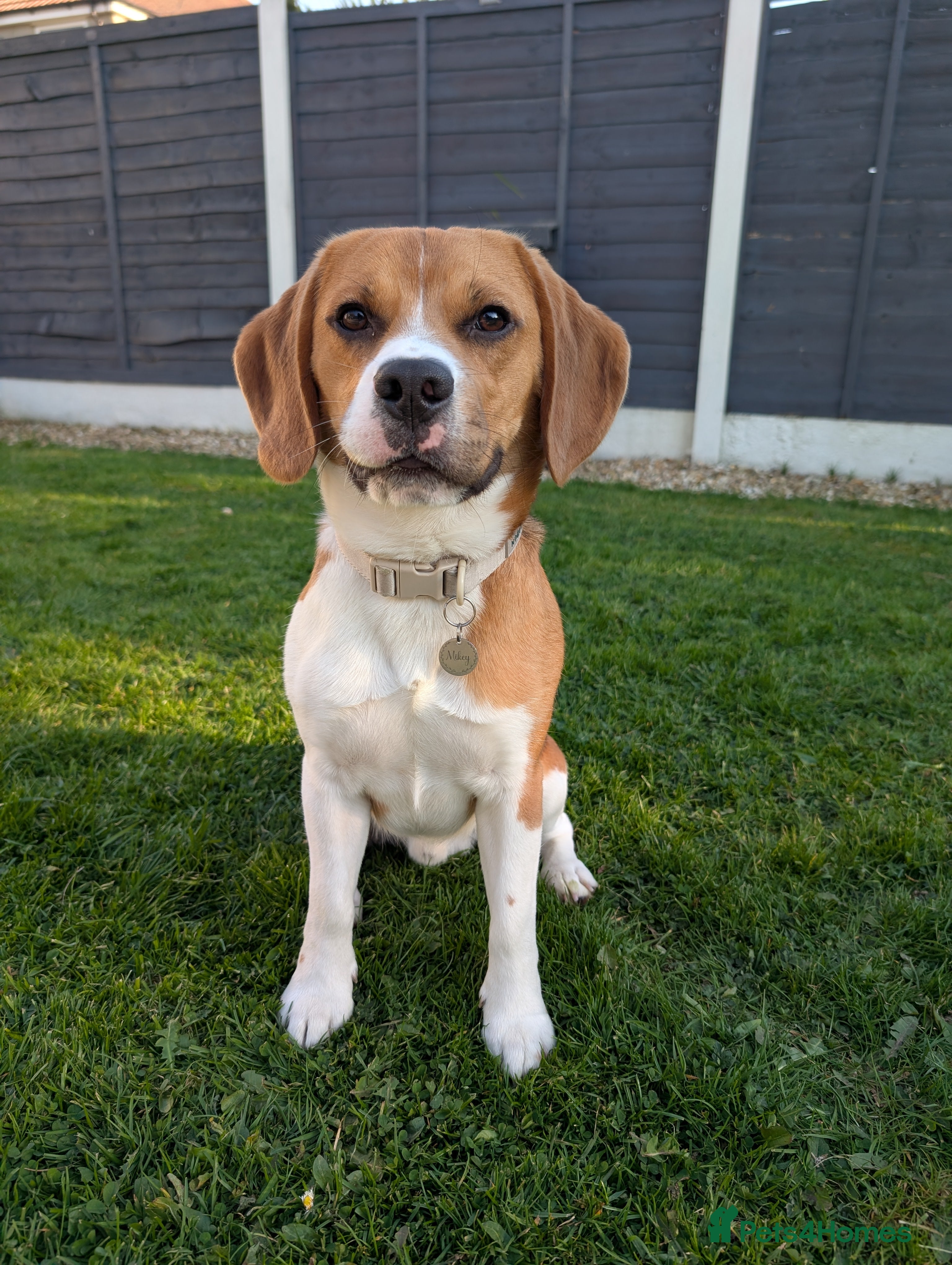 Beagle dogs Beagle for Stud - Advert 6