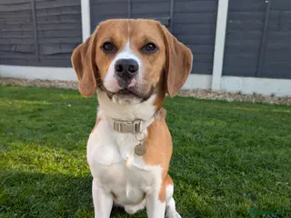 Beagle dogs Beagle for Stud - Advert 2
