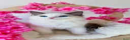 Ragdoll cats for sale: ⭐️AWARD WINNING GCCF CATTERY RAGDOLL KITTENS⭐️ - Advert 31