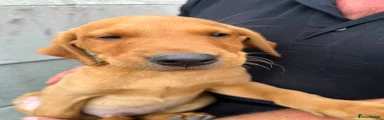 Labrador Retriever 2