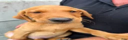 Labrador Retriever dogs for sale: Labrador  - Advert 9