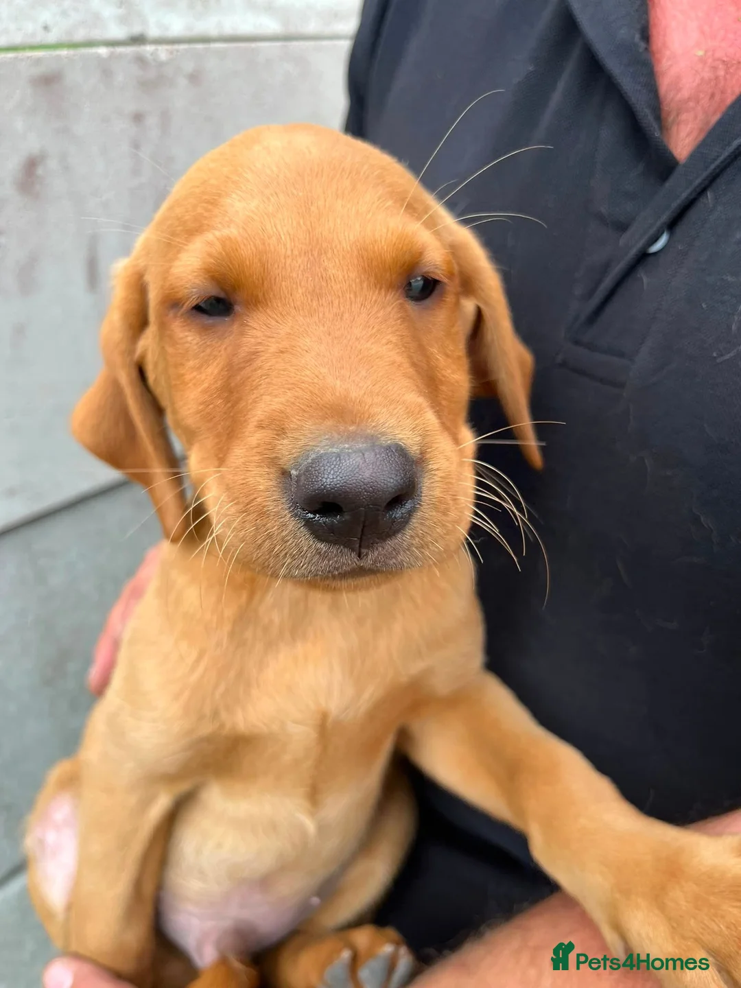 Labrador Retriever dogs for sale: Labrador  - Advert 9