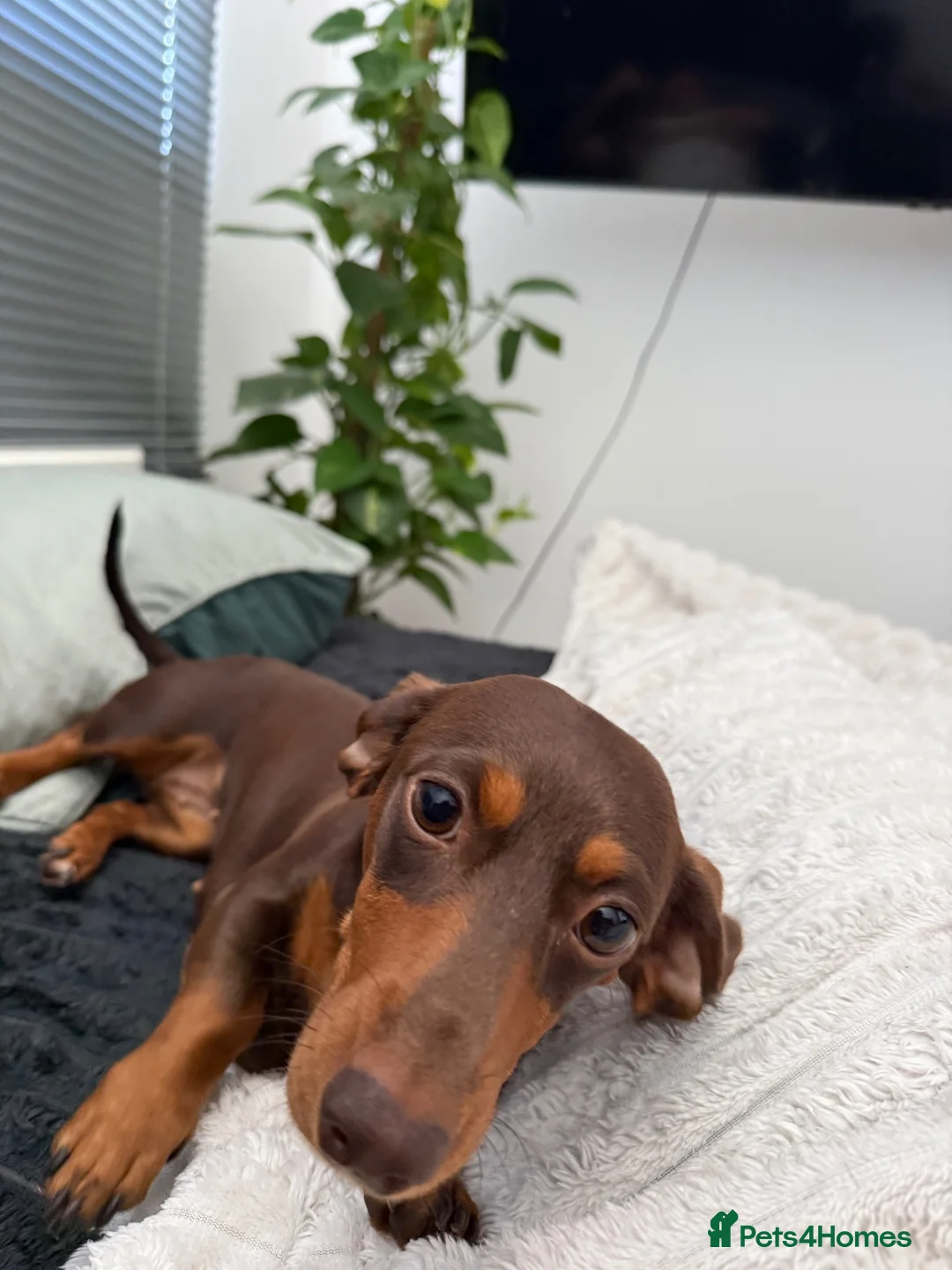 Miniature Dachshund dogs for sale: Chocolate and Tan miniature dauchund female - Advert 2