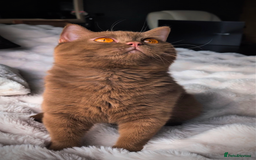 British Shorthair cats for stud: 💦CINNAMON BSH❣️GCCF & TICA active💙STUD 🩸Blood B - Image 8