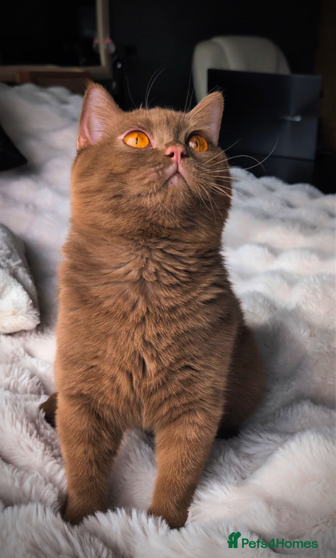 British Shorthair cats for stud: 💦CINNAMON BSH❣️GCCF & TICA active💙STUD 🩸Blood B - Image 8