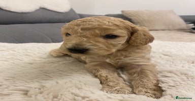 Cockapoo dogs - Advert 15