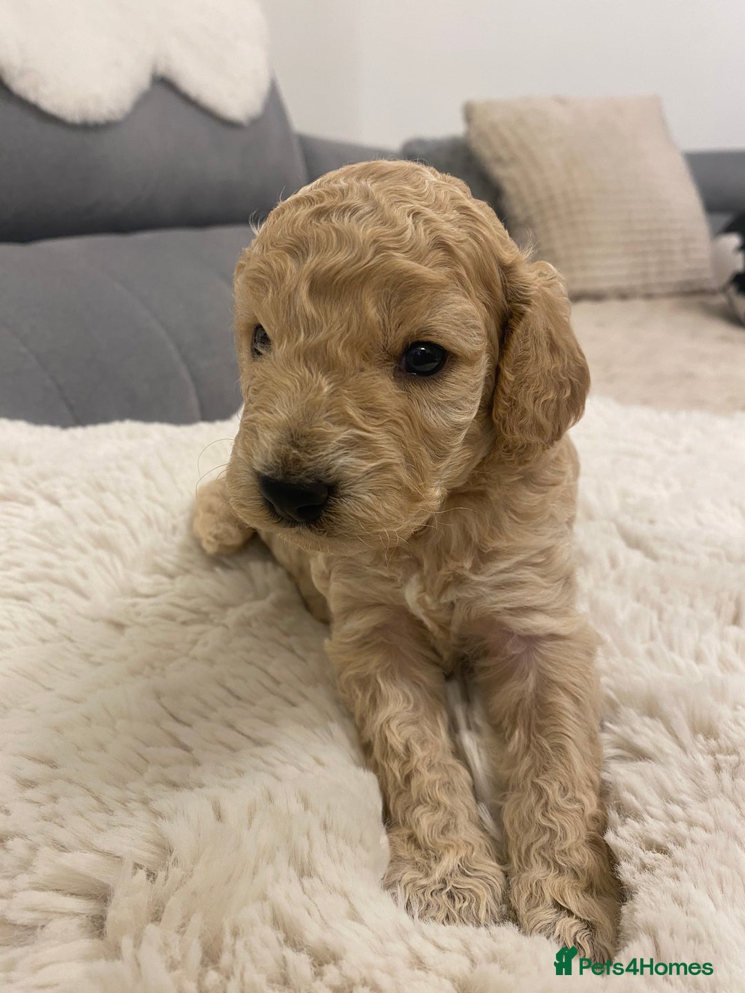 Cockapoo dogs for sale: F2 Cockapoo - Image 2