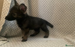 German Shepherd dogs for sale: Czech German Shepherd KC Registered puppies - Image 13