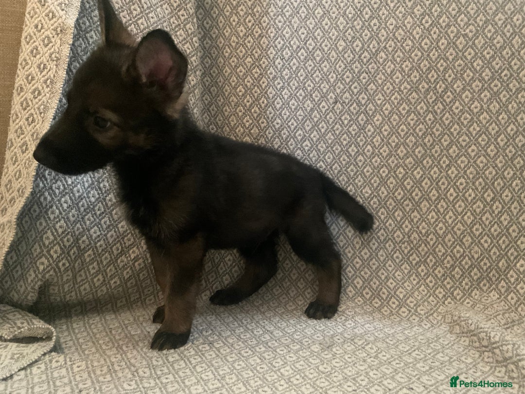 German Shepherd dogs for sale: Czech German Shepherd KC Registered puppies - Image 13