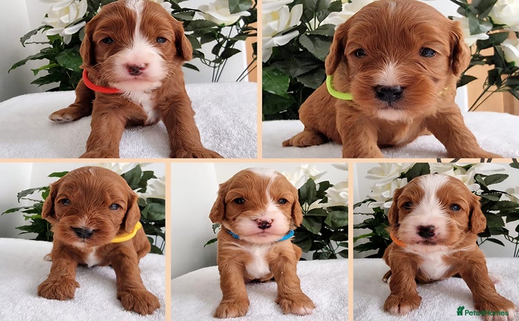 Cavapoo dogs - Advert 12