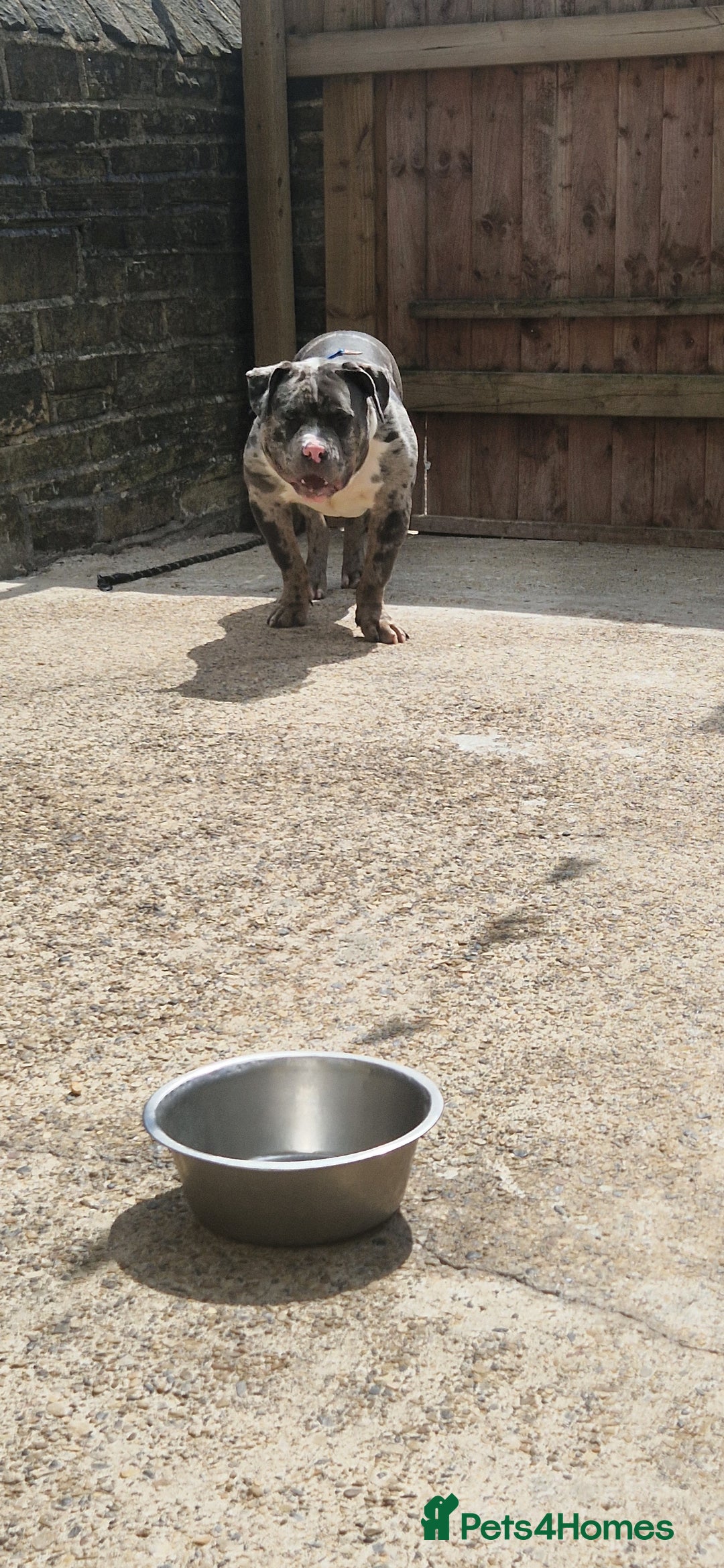 American Bully dogs for sale: Pocket bully pup  - Image 4