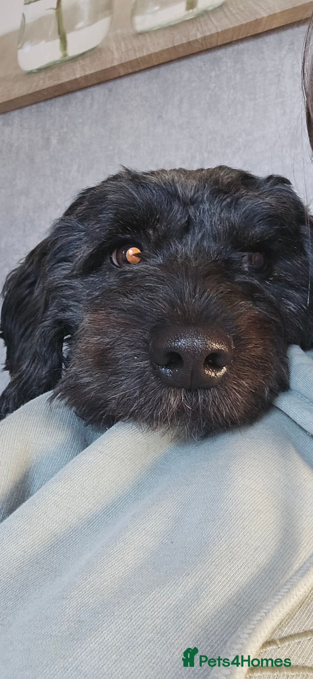 Mixed Breed dogs for sale: Male yorkipoo  - Advert 1