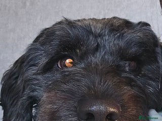 Mixed Breed dogs Male yorkipoo - Advert 6