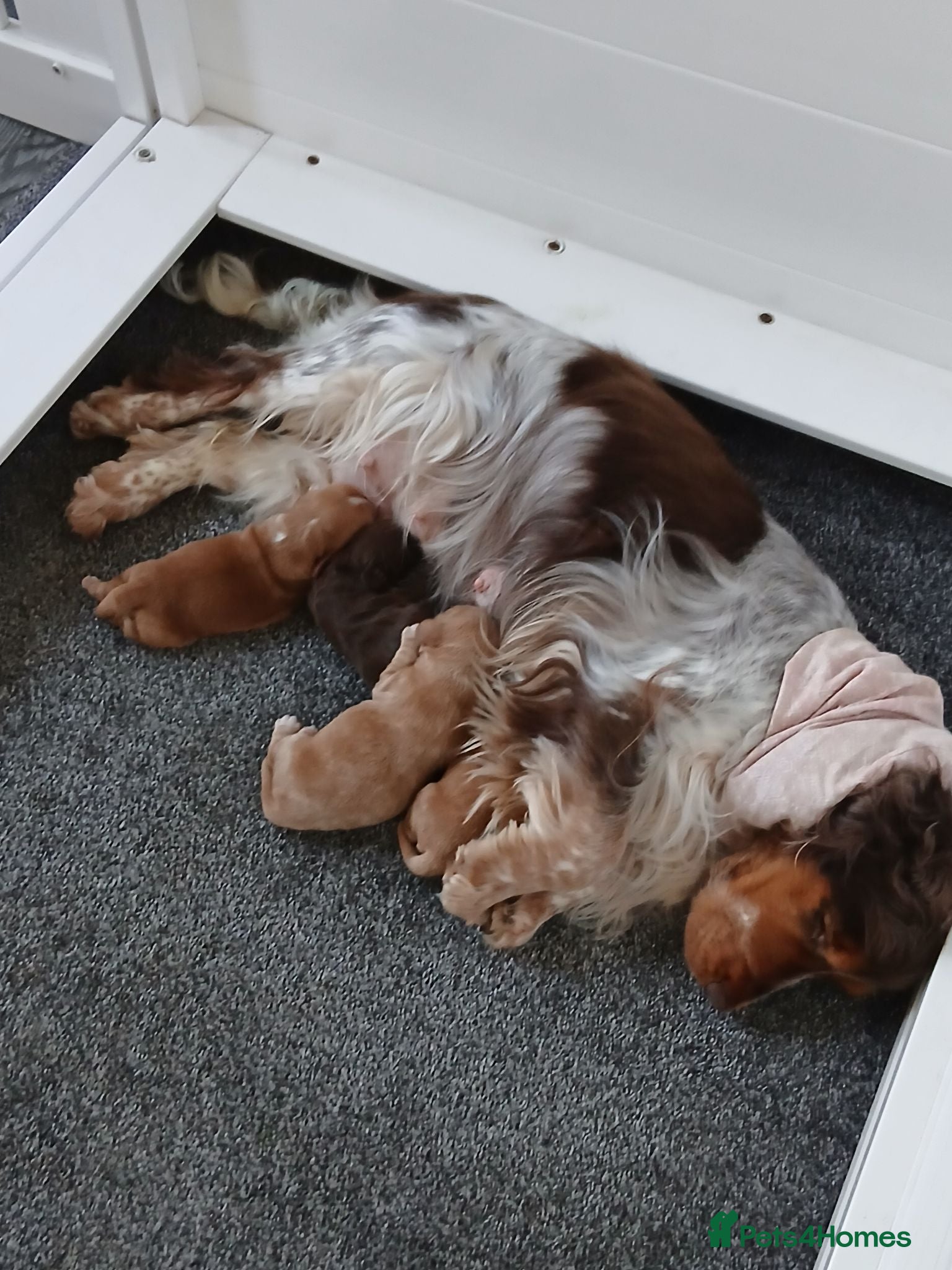 Cocker Spaniel dogs Kc registered cocker spaniel puppies  - Advert 1