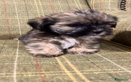 Shorkie dogs for sale: Outstanding Shih Tzu Pups - Image 4