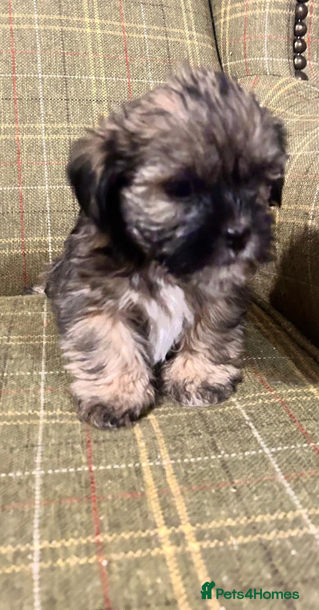 Shorkie dogs for sale: Outstanding Shih Tzu Pups - Image 4