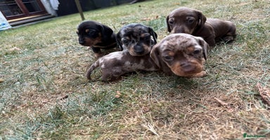 Miniature Dachshund dogs - Advert 11
