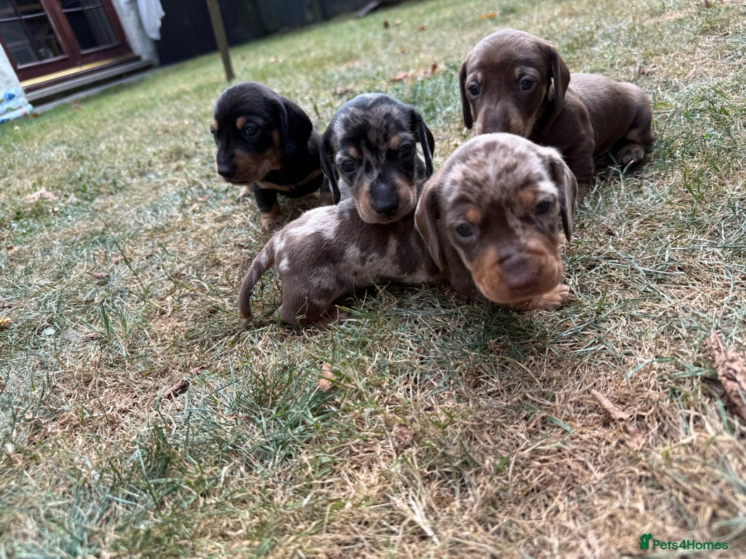 Miniature Dachshund dogs for sale: Miniature dapple Daschunds  - Image 3