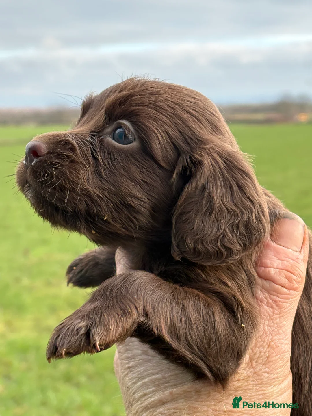 Cocker Spaniel dogs for sale: Chocolate Cocker Spaniel pups - Advert 6