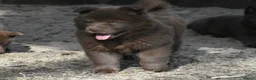 Chow Chow dogs for sale: Genuine chowski puppies  - Advert 33