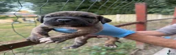 Presa Canario dogs for sale: World class presa canarios  - Advert 16