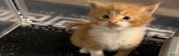 Maine Coon cats for sale: Rare red and white bicolor lMaincoon ready now  - Advert 5